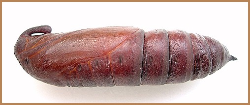Pupa of Sphinx ligustri ligustri (lateral view), Oxfordshire, England, UK. Photo: &copy; Tony Pittaway.