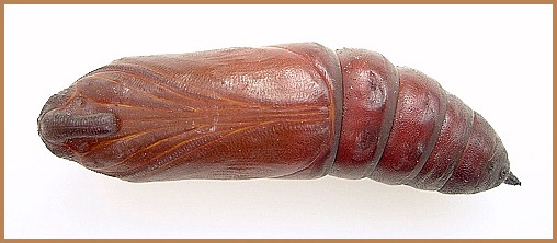Pupa of Sphinx ligustri ligustri (ventral view), Oxfordshire, England, UK. Photo: &copy; Tony Pittaway.