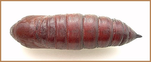 Pupa of Sphinx ligustri ligustri (dorsal view), Oxfordshire, England, UK. Photo: &copy; Tony Pittaway.