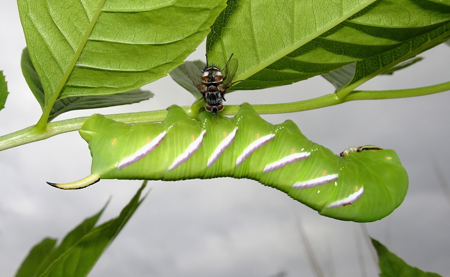 Full-grown larva of Sphinx ligustri being attacked by a tachinid fly (Winthemia cruentata), Cholsey, Oxfordshire, England, UK, 18.viii.2021. Photo: &copy; Tony Pittaway.