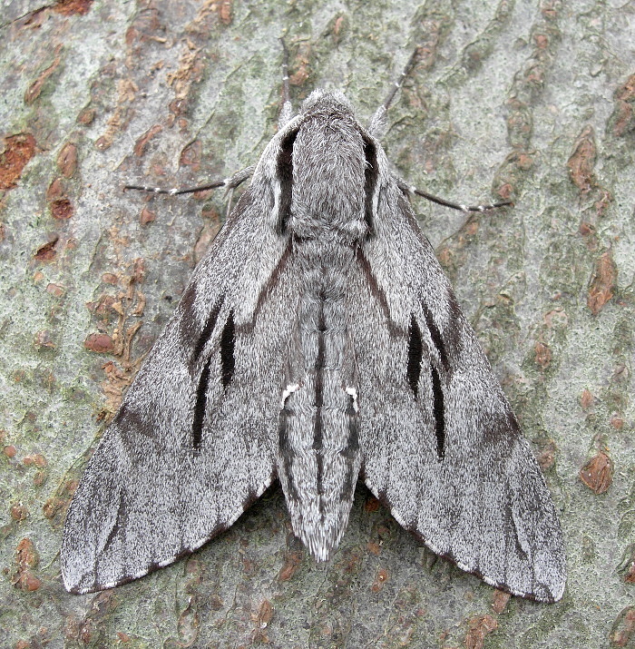 Male Hyloicus maurorum, Catalonia, Spain. Photo: &copy; Tony Pittaway