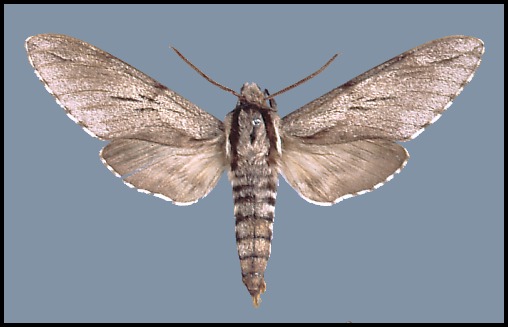 Pale male of Hyloicus maurorum, Les Pias, Algeria.