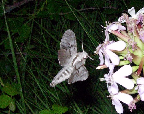 Adult Hyloicus maurorum feeding from soapwort (Saponaria), Catalonia, Spain. Photo: &copy; Ben Trott.