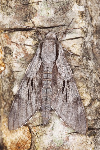 Male Hyloicus maurorum, Pyrenees, Spain. Photo: &copy; Frank Deschandol.