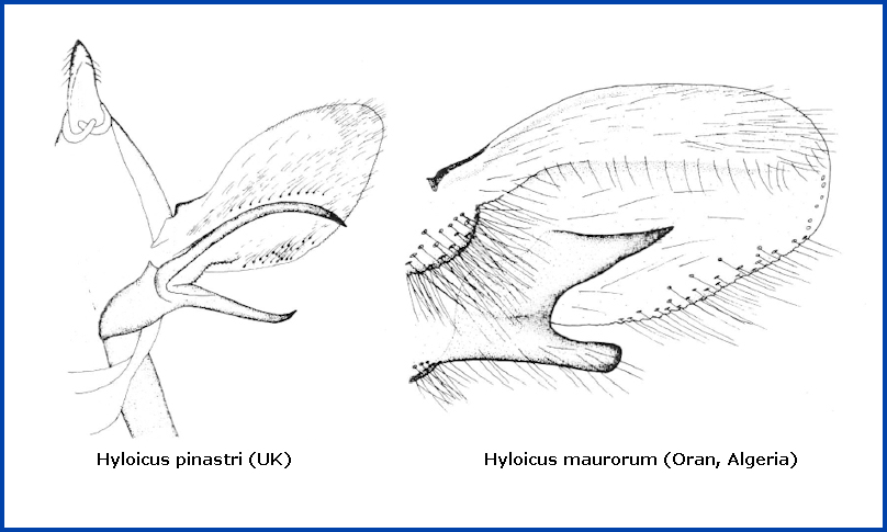 Male genitalia of Hyloicus maurorum and Hyloicus pinastri. Image: &copy; Tony Pittaway.