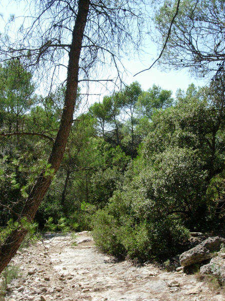 Typical habitat of Hyloicus maurorum, Catalonia, Spain. Photo: &copy; Ben Trott.