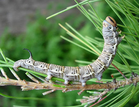 Full-grown larva of Hyloicus maurorum, Catalonia, Spain. Photo: &copy; Ben Trott.