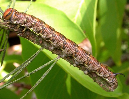 Full-grown larva of Hyloicus maurorum, southern France. Photo: &copy; Jean Haxaire