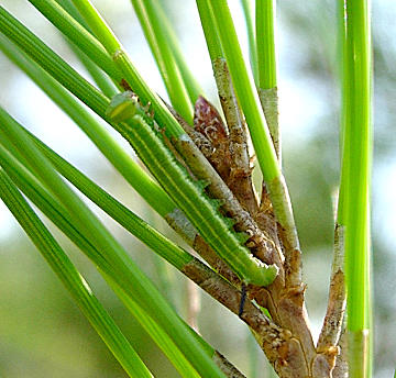 Second instar larva of Hyloicus maurorum, Catalonia, Spain. Photo: &copy; Ben Trott.