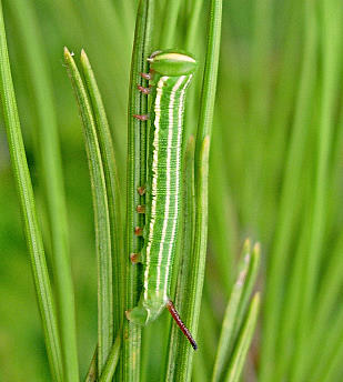 Third instar larva of Hyloicus maurorum, Catalonia, Spain. Photo: &copy; Ben Trott.
