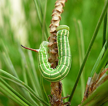 Fourth instar larva of Hyloicus maurorum, Catalonia, Spain. Photo: &copy; Ben Trott.