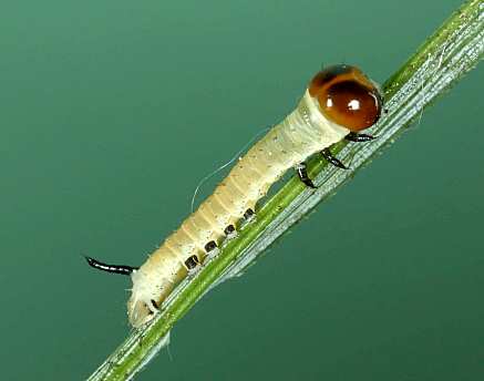 Early first instar larva of Hyloicus maurorum, Casserouge, France. Photo: &copy; Jean Haxaire.