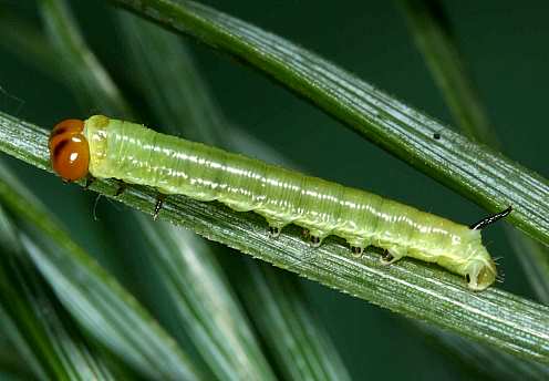 Late first instar larva of Hyloicus maurorum, Casserouge, France. Photo: &copy; Jean Haxaire.