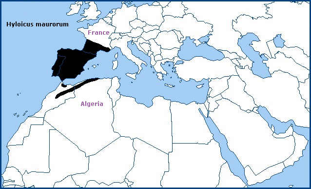 Global distribution of Hyloicus maurorum. Map: &copy; Tony Pittaway.