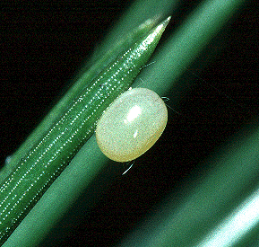 Ovum of Hyloicus maurorum, Valencia, Spain. Photo: &copy; Tony Pittaway