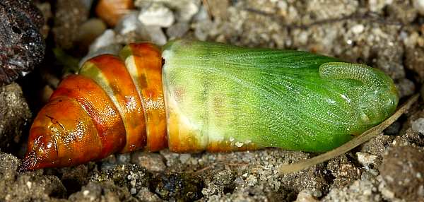 Early stage pupa of Hyloicus maurorum, Casserouge, France. Photo: &copy; Jean Haxaire.