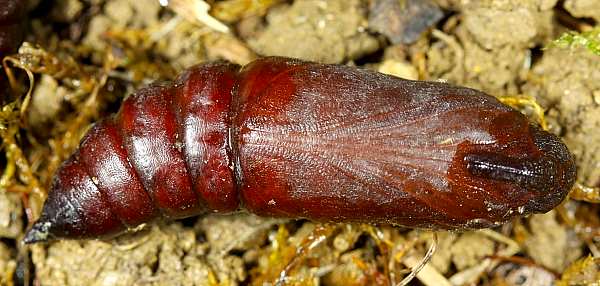 Hardened-off pupa of Hyloicus maurorum, Casserouge, France. Photo: &copy; Jean Haxaire.