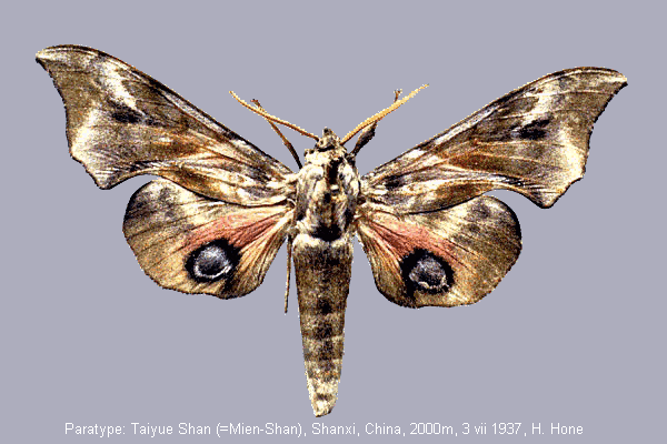 Smerinthus minor. (Photo courtesy of J.-M. Cadiou.)