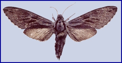 Adult Hyloicus morio arestus, Muling, Heilongjiang, China. Photo: &copy; Tony Pittaway, IZAS.