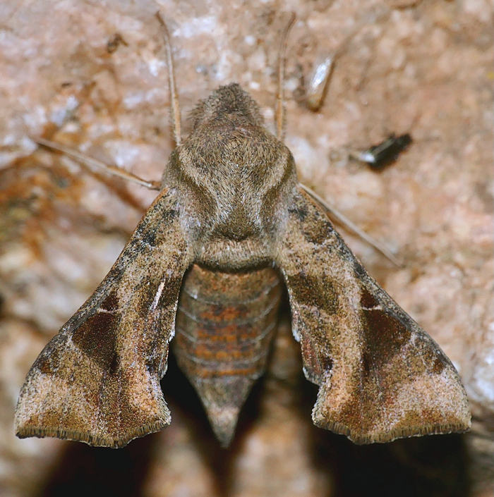 Sphingonaepiopsis nana, Kruger View Chalets, Malalane, Mpumalanga, South Africa, 27.x.2023. Photo: &copy; Bernard Dupont.