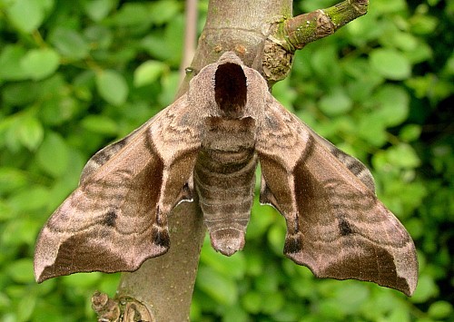 Male Smerinthus ocellatus ocellatus, Oxfordshire, England. Photo: &copy; Tony Pittaway