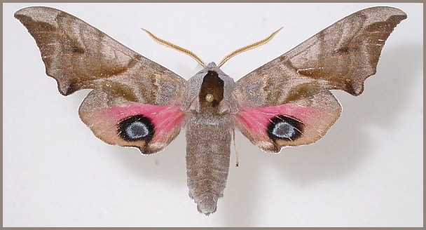 Male Smerinthus ocellatus ocellatus, 15km E Bisan, Kazakhstan, 29.V.2000. Photo: &copy; Jean Haxaire, coll. EMEM.