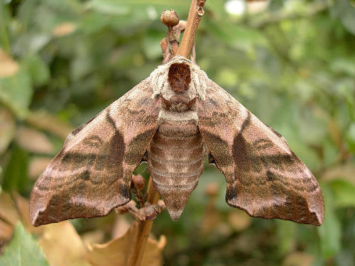 Female Smerinthus ocellatus ocellatus, Oxfordshire, England. Photo: &copy; Tony Pittaway