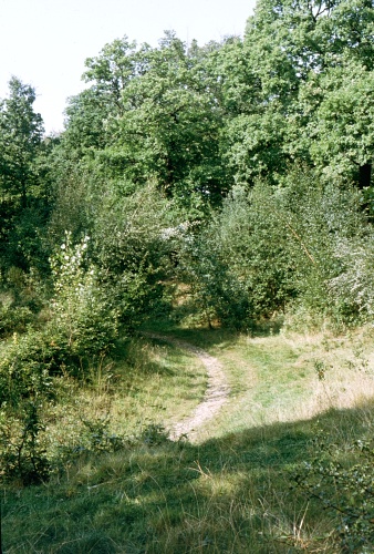 Typical habitat of Smerinthus ocellatus ocellatus, Epping Forest, Essex, England, UK. Photo: &copy; Tony Pittaway.