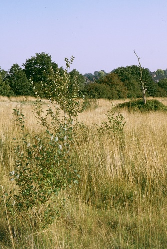 Typical habitat of Smerinthus ocellatus ocellatus, Epping Forest, Essex, England, UK. Photo: &copy; Tony Pittaway.