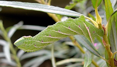 Final instar larva of Smerinthus ocellatus ocellatus, Oxfordshire, England. Photo: &copy; Tony Pittaway.