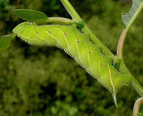 Final instar larva of Smerinthus ocellatus ocellatus, Oxfordshire, England. Photo: &copy; Tony Pittaway.