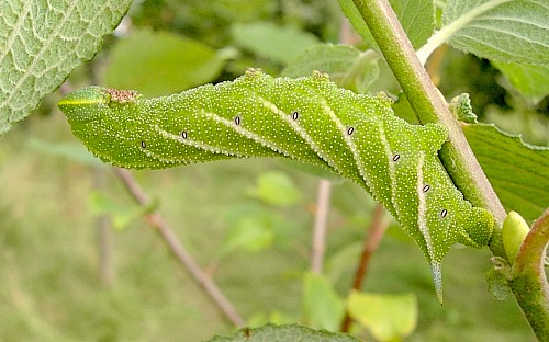 Final instar larva of Smerinthus ocellatus ocellatus, Oxfordshire, England. Photo: &copy; Tony Pittaway.