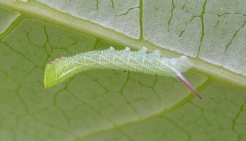 Second instar larva of Smerinthus ocellatus ocellatus (pale form), Oxfordshire, England. Photo: &copy; Tony Pittaway.