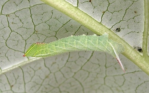 Third instar larva of Smerinthus ocellatus ocellatus (pale form), Oxfordshire, England. Photo: &copy; Tony Pittaway.