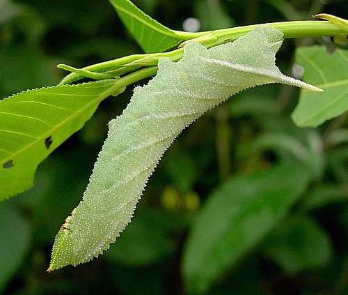 Fourth instar larva of Smerinthus ocellatus ocellatus (pale form), Oxfordshire, England. Photo: &copy; Tony Pittaway.