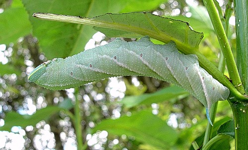 Full-grown final instar larva of Smerinthus ocellatus ocellatus (pale form), Oxfordshire, England. Photo: &copy; Tony Pittaway.