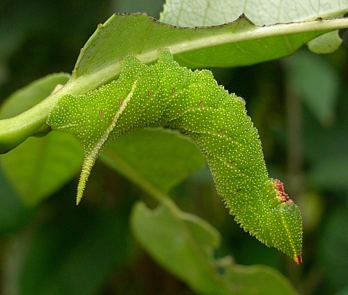 Fourth instar larva of Smerinthus ocellatus ocellatus (green form), Oxfordshire, England. Photo: &copy; Tony Pittaway.