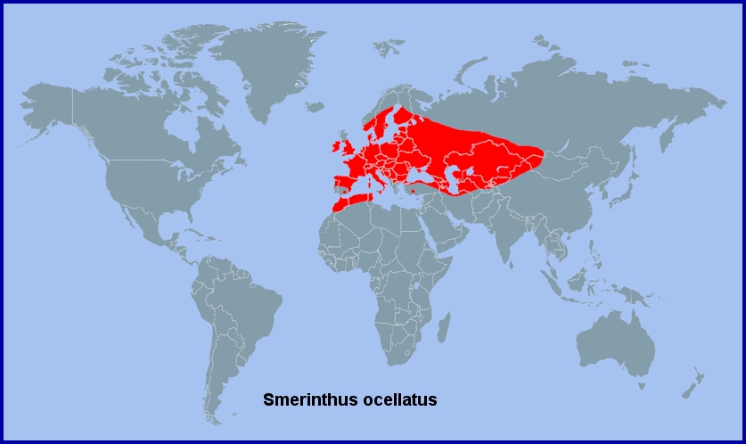 Global distribution of Smerinthus ocellatus. Map: &copy; Tony Pittaway.