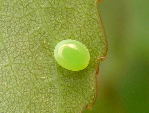 Egg of Smerinthus ocellatus ocellatus, Oxfordshire, England. Photo: &copy; Tony Pittaway