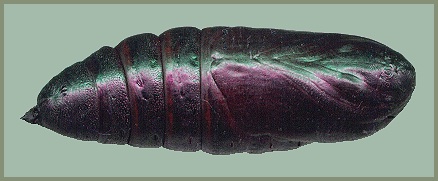 Pupa of Smerinthus ocellatus ocellatus, Oxfordshire, England. Photo: &copy; Tony Pittaway.
