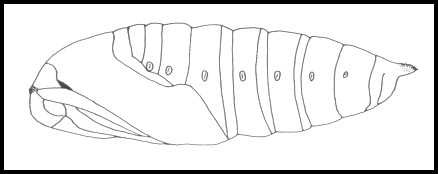 Pupa of Smerinthus ocellatus ocellatus, Oxfordshire, England. Image: &copy; Tony Pittaway.