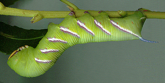 Full-grown larva of Sphinx perelegans, Grass Valley, California, USA. Photo: &copy; Tony Pittaway.