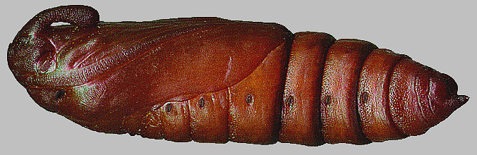 Pupa of Sphinx perelegans, Grass Valley, California, USA. Photo: &copy; Tony Pittaway.