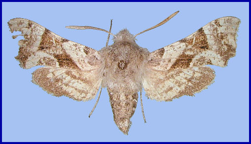 Adult Sphingonaepiopsis gorgoniades f. pfeifferi, Alborz Mountains, Iran. Photo: &copy; Martin L&ouml;dl, NHMW.
