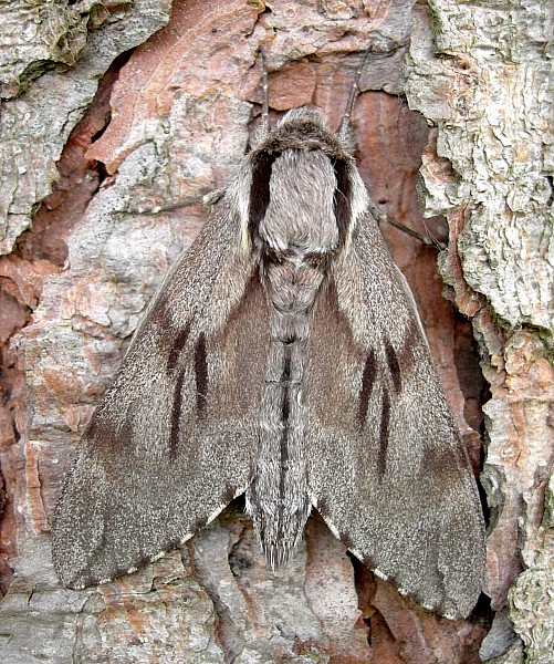 Male Hyloicus pinastri, Wiltshire, England. Photo: &copy; Tony Pittaway