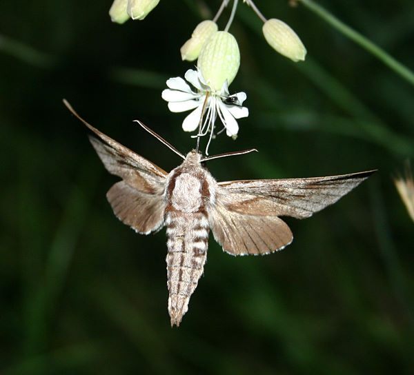 Feeding Hyloicus pinastri, Hungary. Photo: &copy; Szabolcs Safian.