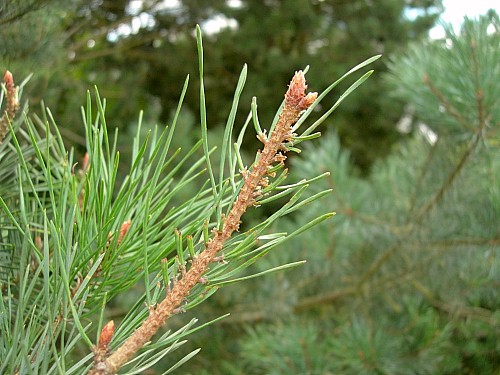 Typical feeding damage of Hyloicus pinastri, Oxfordshire, England. Photo: &copy; Tony Pittaway