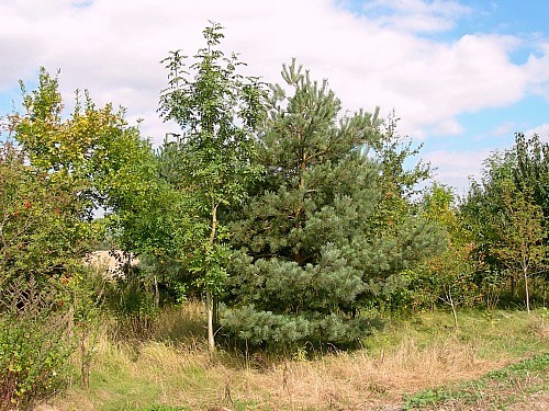 Typical habitat of Hyloicus pinastri, Oxfordshire, England. Photo: &copy; Tony Pittaway