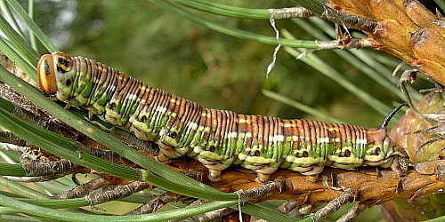 Resting full-grown larva of Hyloicus pinastri, Oxfordshire, England. Photo: &copy; Tony Pittaway.