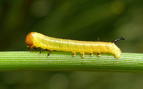 Unfed first instar larva of Hyloicus pinastri, Oxfordshire, England. Photo: &copy; Tony Pittaway.